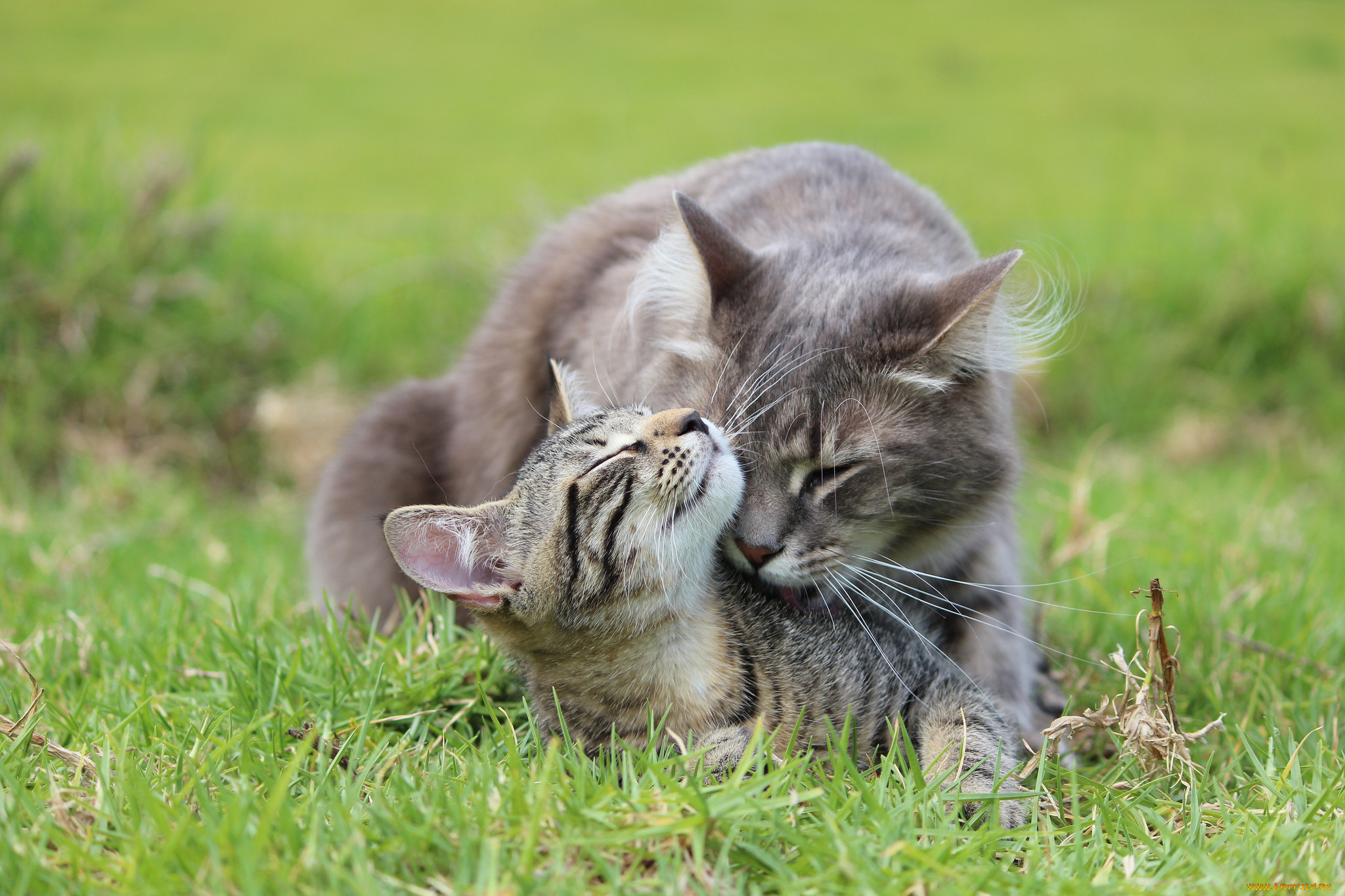 Кошечки любовь. Кошки любовь. Кошка с котятами. Котики обнимаются. Кошка на природе.
